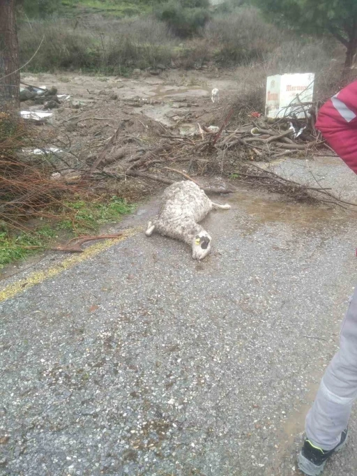 S&ouml;ke&rsquo;de sel sularına kapılan 46 k&uuml;&ccedil;&uuml;kbaş hayvan telef oldu
