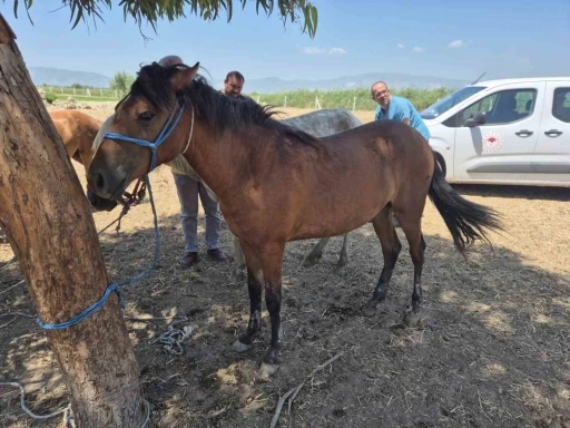 Söke’de tek tırnaklı hayvanlara ruam taraması yapıldı
