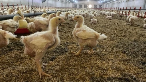 Söke’de üreticilere Kuş Gribi riski uyarısı
