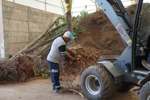 Sökülen ağaçlar korunuyor
