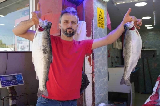 Somon en çok tercih edilen balık
