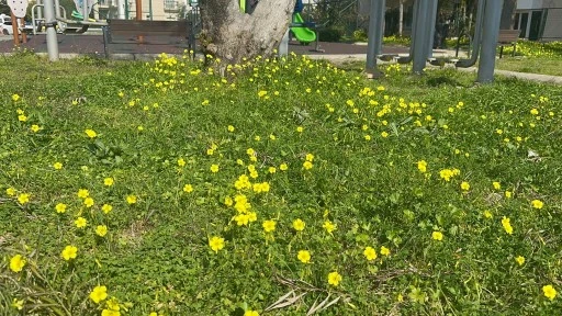 SON CEMRE DE TOPRAĞA D&Uuml;ŞT&Uuml;