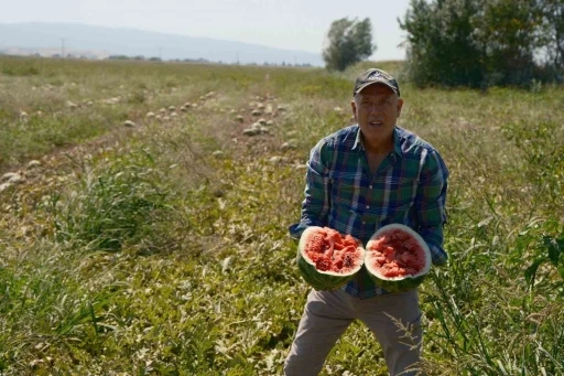 Sözleşmeli ekti 3 bin 500 ton karpuzu tarlada kaldı
