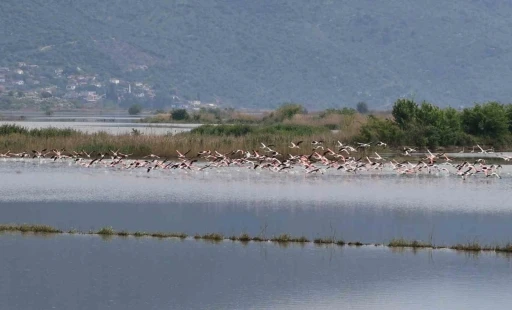 Su altında kalan arazilerde flamingolar g&ouml;rsel ş&ouml;len oluşturdu
