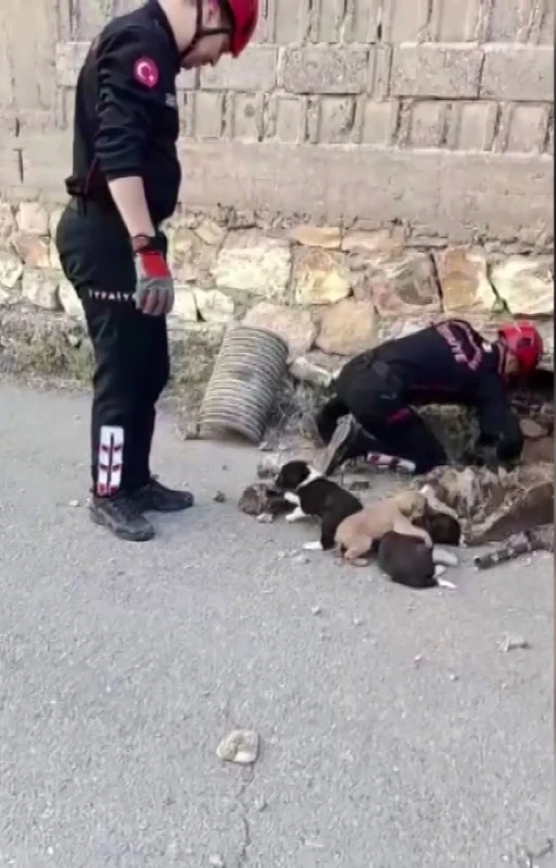 Su borusundan 7 yavru köpek çıktı
