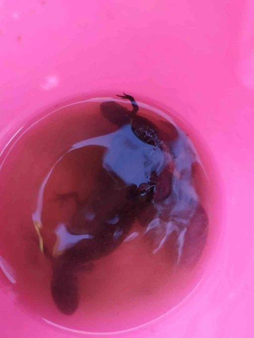 Su çektiği kuyudan semenderler çıktı
