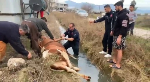 Su kanalına d&uuml;şen inek itfaiyenin 1 saatlik &ccedil;alışmasıyla kurtarıldı
