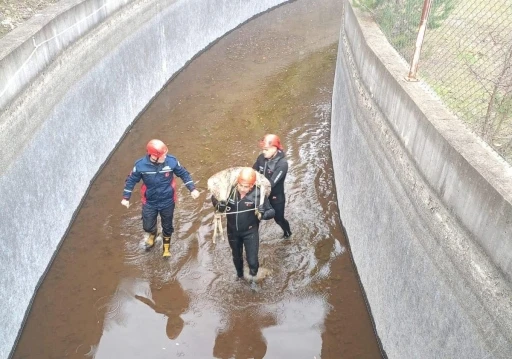 Su kanalına düşen karaca kurtarıldı, itfaiye eri metrelerce omzunda taşıdı
