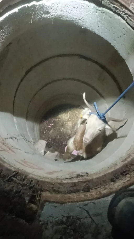 Su kuyusunda mahsur kalan ke&ccedil;iyi itfaiye kurtardı
