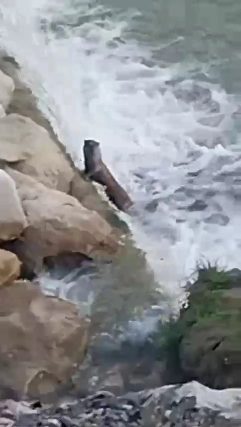 Su samurları, balıkçıl kuşu ve karacalar kamerada
