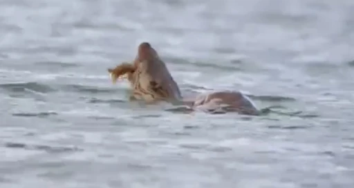 Su samuru avını yerken görüntülendi
