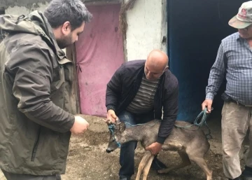 Sulama kanalına düşen karacayı boğulmaktan kurtardı
