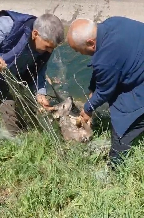 Sulama kanalına d&uuml;şen karacayı vatandaşlar kurtardı
