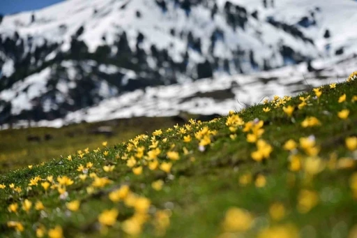 S&uuml;leymaniye&rsquo;de renk c&uuml;mb&uuml;ş&uuml;: Sarı ve mor &ccedil;iğdemler a&ccedil;tı

