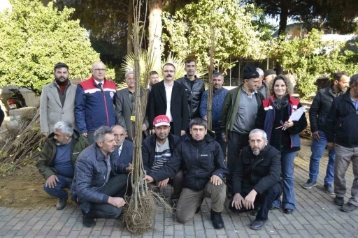 Sultanhisar&rsquo;da &uuml;reticiye kestane ve incir fidesi dağıtıldı
