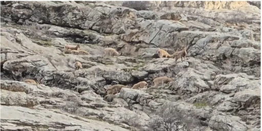 S&uuml;mb&uuml;l Dağı&rsquo;nda s&uuml;r&uuml; halinde dağ ke&ccedil;isi g&ouml;r&uuml;nt&uuml;lendi
