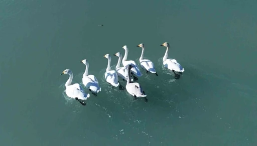 Süphan Dağı manzarasında kuğu dansı
