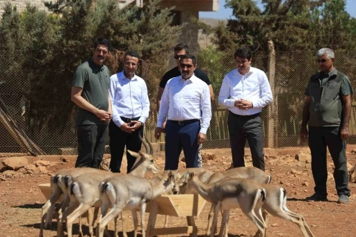 Suriye sınırının sıfır noktasında kurulan merkezle birlikte dağ ceylanlarının sayısı  18 kat arttı
