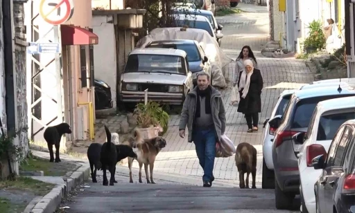 S&uuml;r&uuml; halindeki başıboş k&ouml;pekler ekipleri g&ouml;r&uuml;nce ka&ccedil;tı
