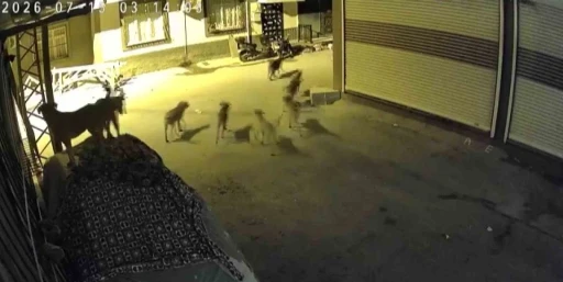 S&uuml;r&uuml; halindeki k&ouml;peklerden korkan kedi, pencere demirine tırmandı
