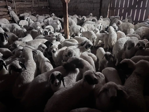 S&uuml;r&uuml;lerde bahar hareketliliği: Kuzular annelerini b&ouml;yle buldu
