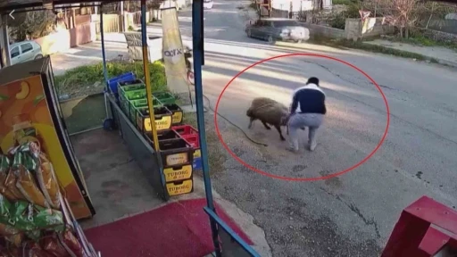 S&uuml;r&uuml;n&uuml;n ge&ccedil;işi esnasında 3 metrelik kuyuya d&uuml;şen koyunu esnaf kurtardı: O anlar kamerada

