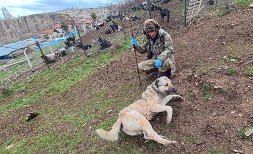 S&uuml;r&uuml;n&uuml;n muhafızı &ccedil;oban k&ouml;pekleri, &ccedil;obanlara can dostu oluyor
