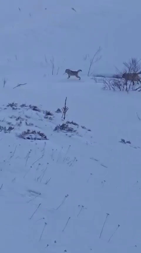 S&uuml;r&uuml;ye saldıran kurt kangal k&ouml;peği tarafından engellendi
