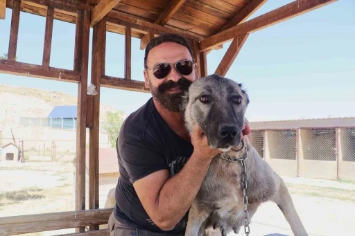 Sürüyü korumak için ağaca tırmandı, 2 metrelik yılanı etkisiz hale getirdi

