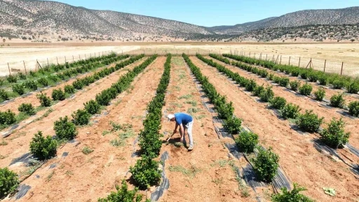 Susuzluk nedeniyle tarım yapılamayan ilçe arıtma suyuyla yeşerdi
