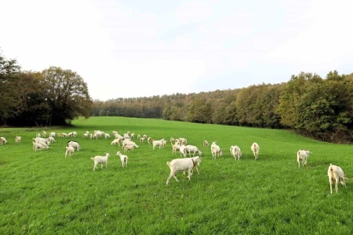 Süt otu desteği meraları yeşertti, maliyetleri düşürdü
