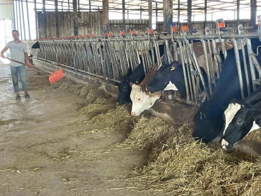Süt üreticilerinden ’yem dayatması’na tepki
