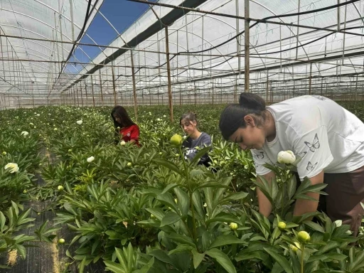 Tanesi toptancıya 150 TL&rsquo;den satılıyor, T&uuml;rkiye&rsquo;nin 81 iline g&ouml;nderiliyor
