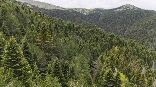 Tarihe yön veren ağaç: Kazdağı Göknarı
