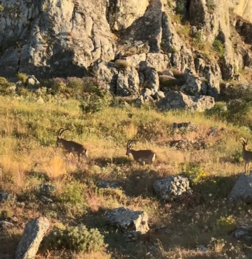 Tarihi Harput&rsquo;ta dağ ke&ccedil;ileri g&ouml;r&uuml;ld&uuml;
