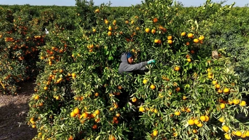 Tarım işçilerinin grevi mandalinayı dalında bıraktı