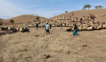 Tarım Müdürlüğü ekipleri, Kemah’ta küpeleme ve aşılama çalışması yaptı
