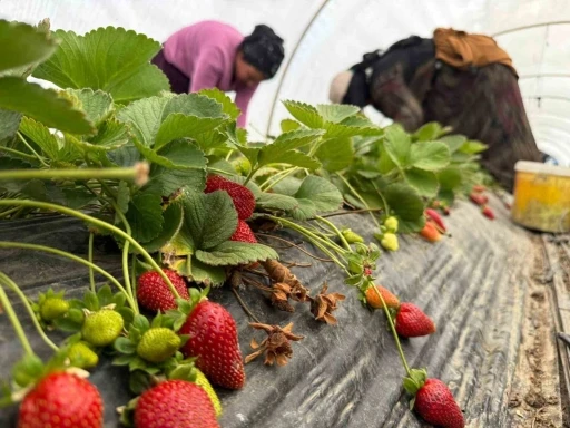 Tarla ile market rafları arasındaki farka &uuml;retici bile inanamıyor
