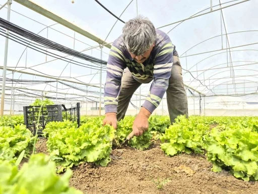 Tarlada ortalama 15 TL olan marul tezgahlarda 100 TL&rsquo;ye satılıyor