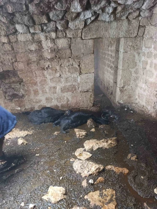 Tarsus&rsquo;ta ahıra yıldırım d&uuml;şt&uuml;: 5 k&uuml;&ccedil;&uuml;kbaş hayvan telef oldu
