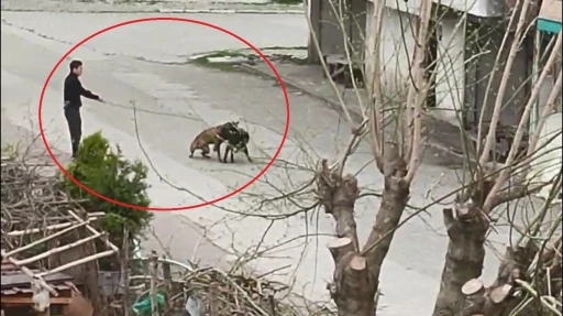 Tasmasından tuttuğu köpeğini, sokak köpeklerine saldırttı
