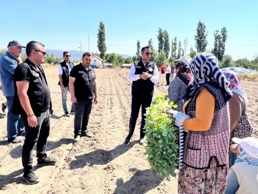 Taşoluk’ta 862 bin brokoli fidesi toprakla buluştu

