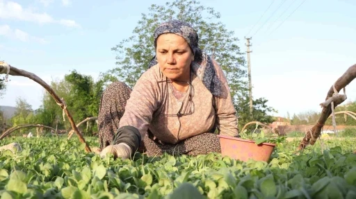 Tatık ve Pütün’den tütün firmalarına ortak çağrı; &quot;Avans yoksa üretim de yok&quot;
