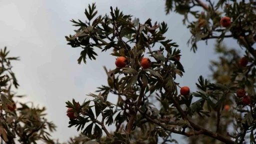 Tatvan’da alıç hasadı
