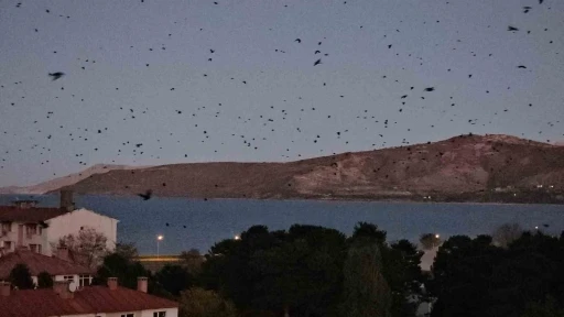 Tatvan’da gökyüzü kargalarla karardı