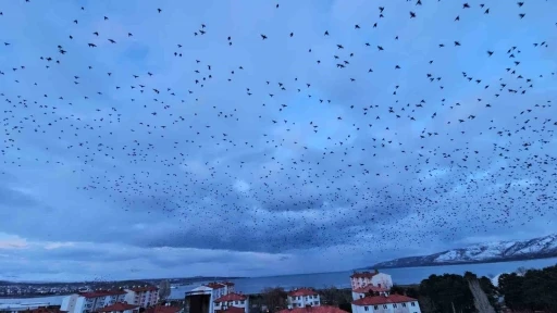 Tatvan&rsquo;da g&ouml;ky&uuml;z&uuml;n&uuml; kaplayan binlerce kuş g&ouml;rsel ş&ouml;len sundu
