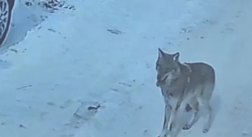 Tatvan&rsquo;da g&uuml;nd&uuml;z vakti kurt g&ouml;r&uuml;ld&uuml;
