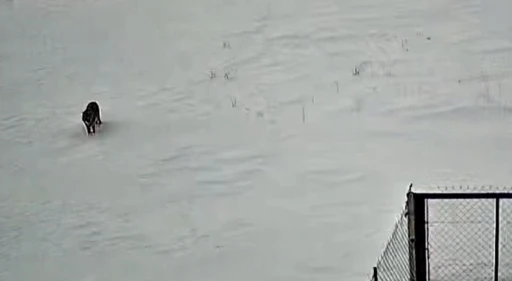 Tatvan&rsquo;da kurt g&ouml;r&uuml;nt&uuml;lendi
