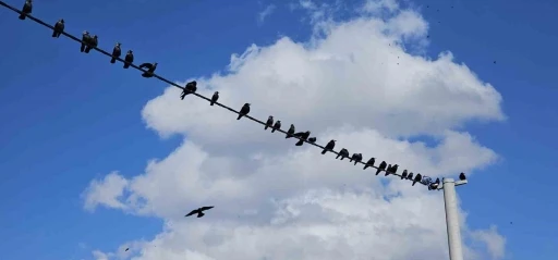 Tatvan&rsquo;da sıralanan kuşlardan g&uuml;zel g&ouml;r&uuml;nt&uuml;ler
