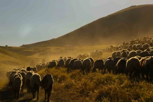 Tatvan&rsquo;da s&uuml;r&uuml;lerin tozlu yayla yolculuğu eşsiz manzaralar oluşturdu
